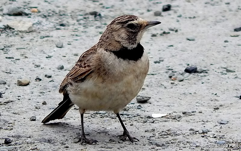 Horned Lark